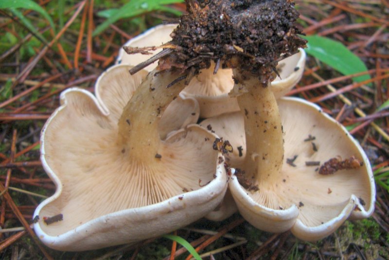 Lepista/Clitocybe da determinare